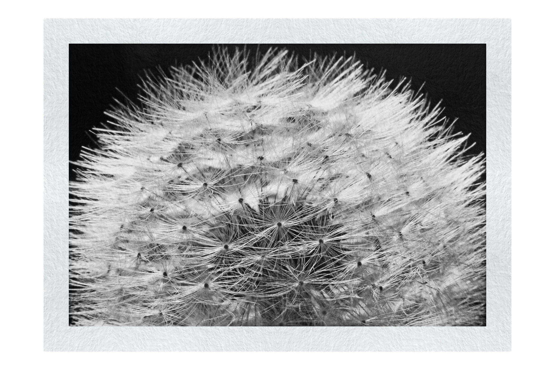 Blue Dandelion - Monochrome Fine Art Print - Flowers & Plants Category