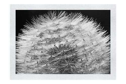 Blue Dandelion - Monochrome Fine Art Print - Flowers & Plants Category