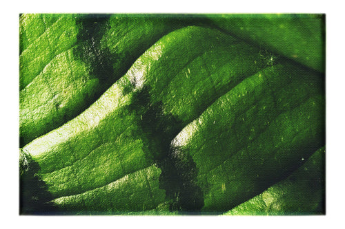 Emerald Textures: Leaf in Detail - Canvas Print - Abstract Category