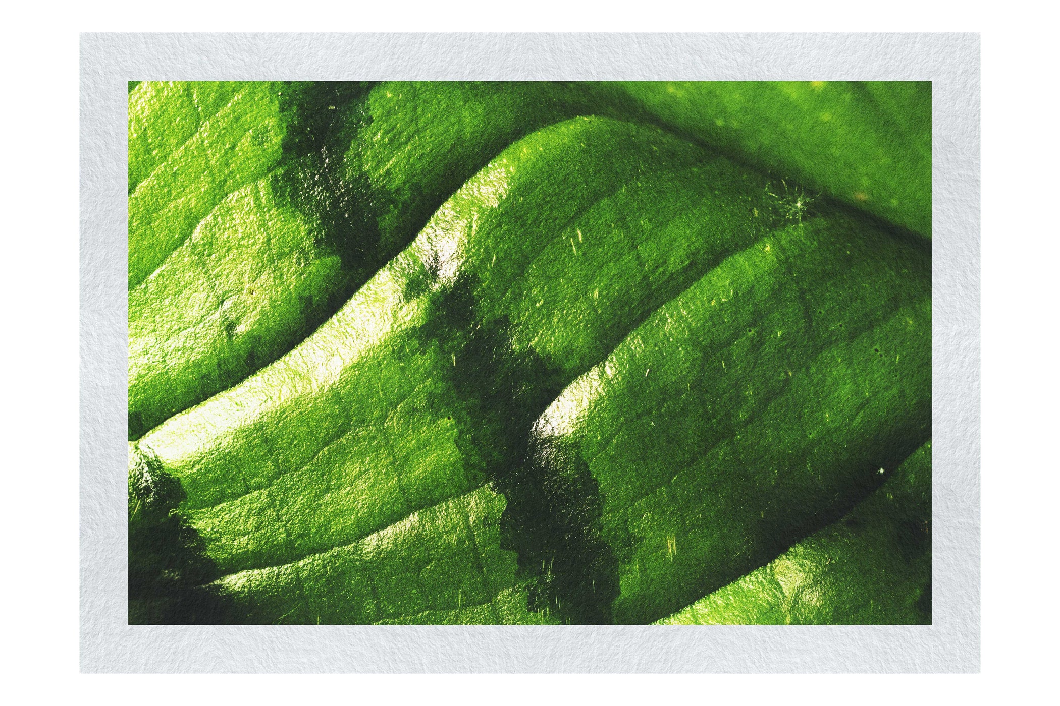 Emerald Textures: Leaf in Detail - Fine Art Print - Abstract Category
