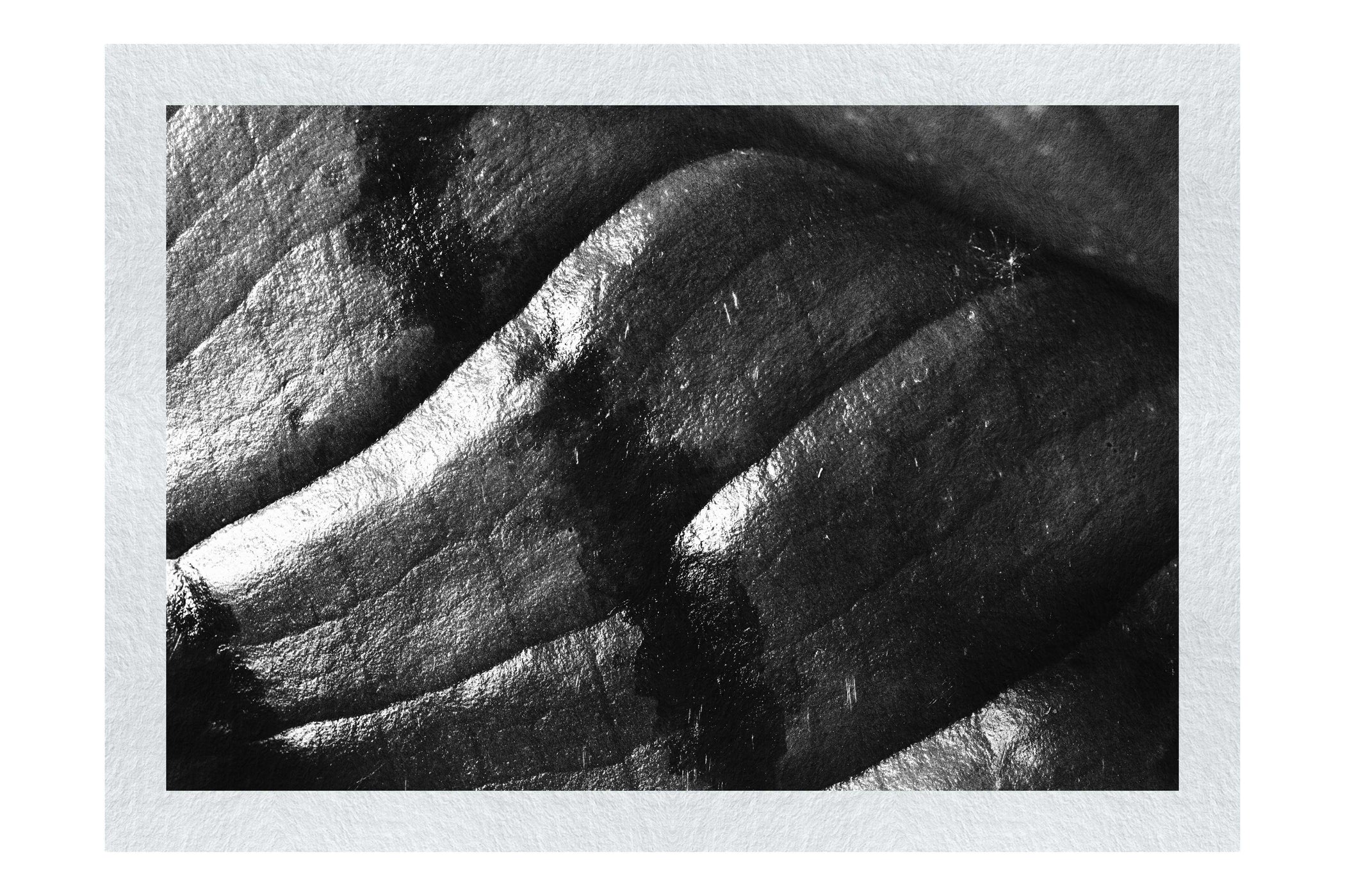Emerald Textures: Leaf in Detail - Monochrome Fine Art Print - Abstract Category