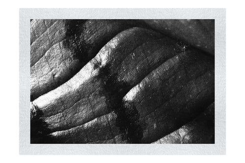 Emerald Textures: Leaf in Detail - Monochrome Fine Art Print - Abstract Category