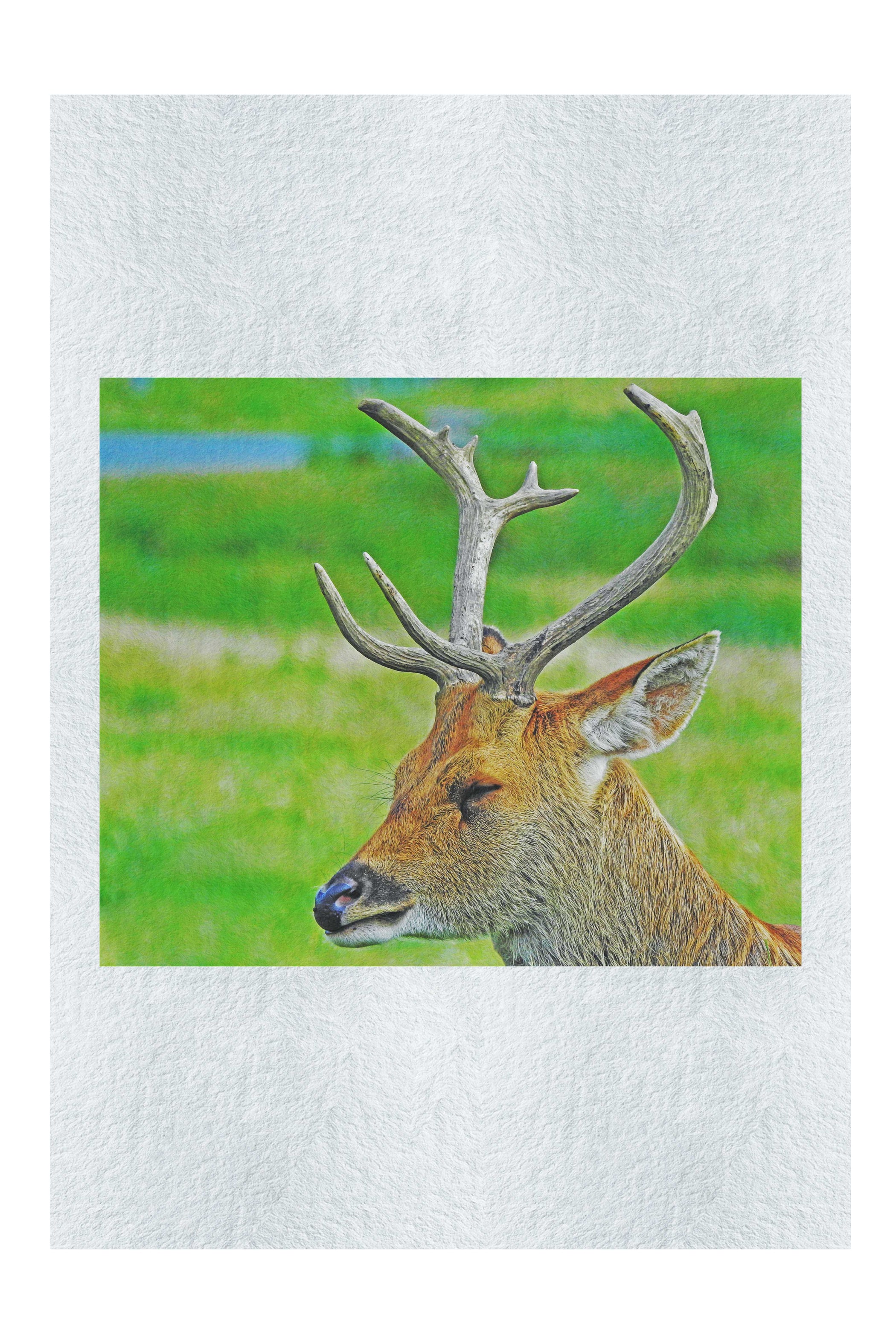Spring Deer - Fine Art Print - Wildlife Category