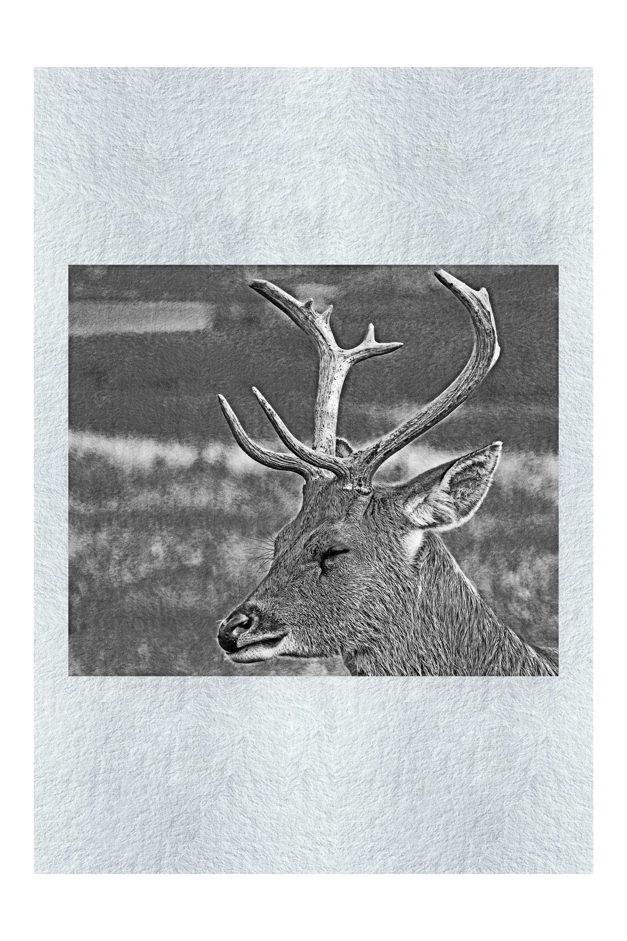 Spring Deer - Monochrome Fine Art Print - Wildlife Category