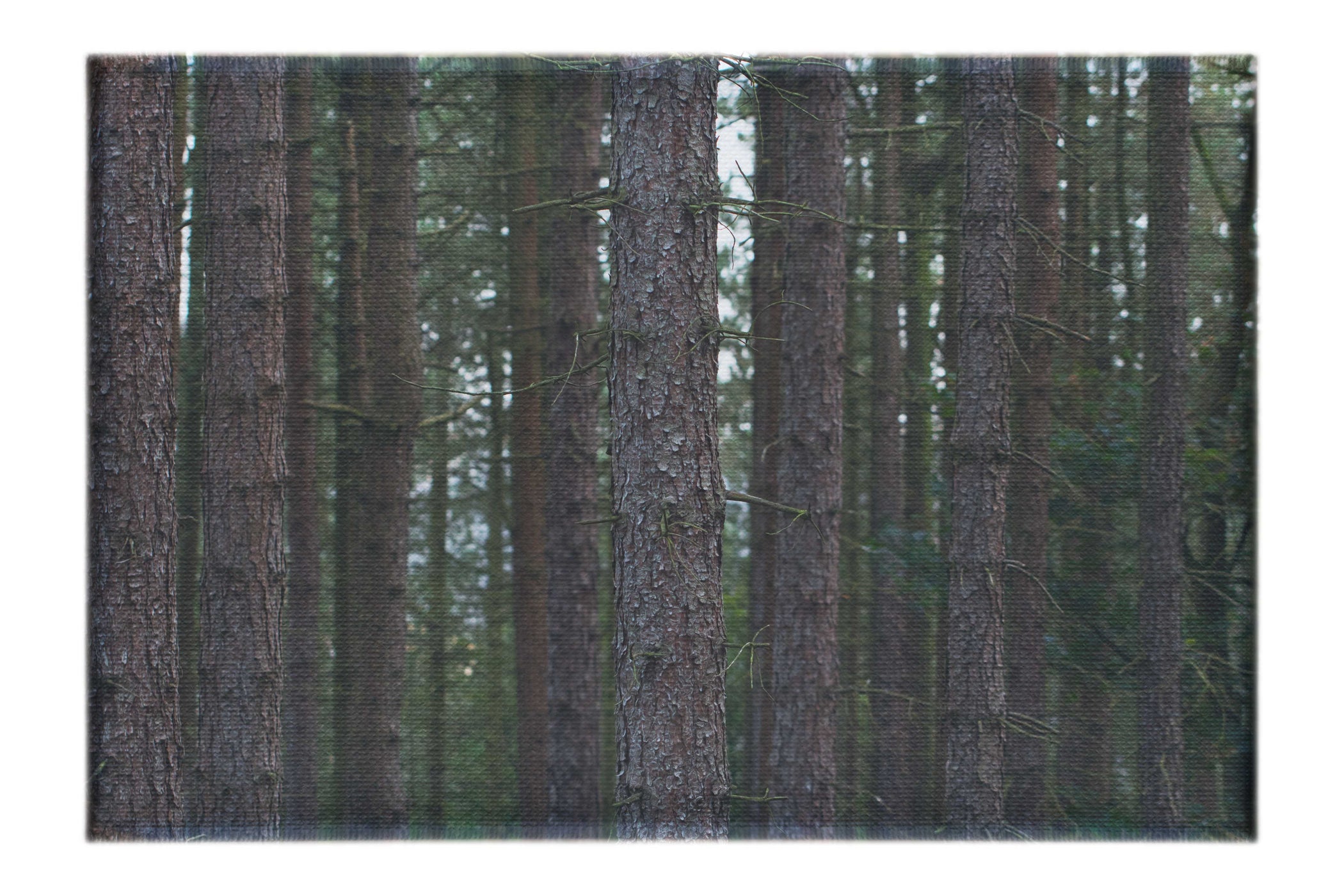 Dove Dale Trees - Canvas Print - Flowers & Plants Category