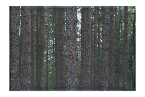 Dove Dale Trees - Canvas Print - Flowers & Plants Category