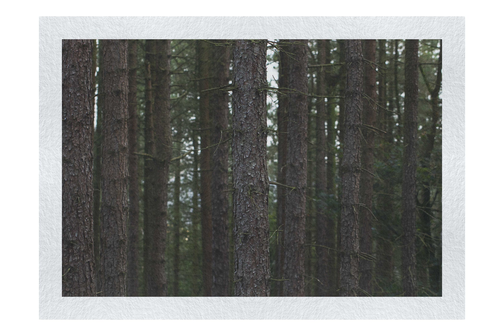 Dove Dale Trees - Fine Art Print - Flowers & Plants Category