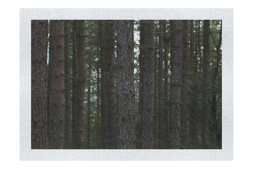 Dove Dale Trees - Fine Art Print - Flowers & Plants Category