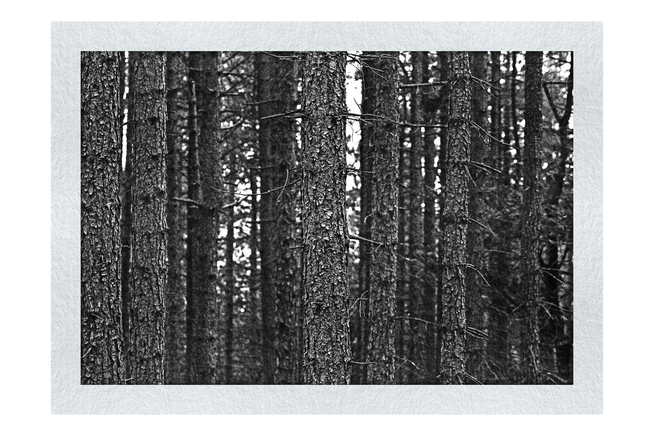 Dove Dale Trees - Monochrome Fine Art Print - Flowers & Plants Category