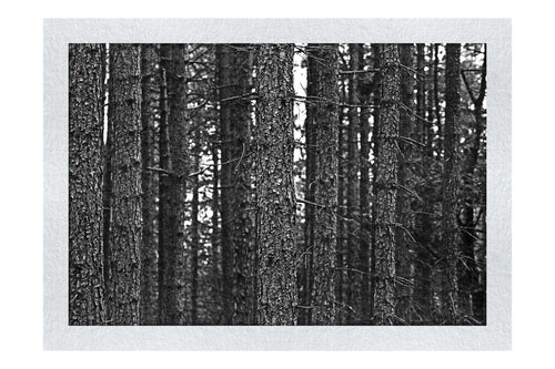 Dove Dale Trees - Monochrome Fine Art Print - Flowers & Plants Category
