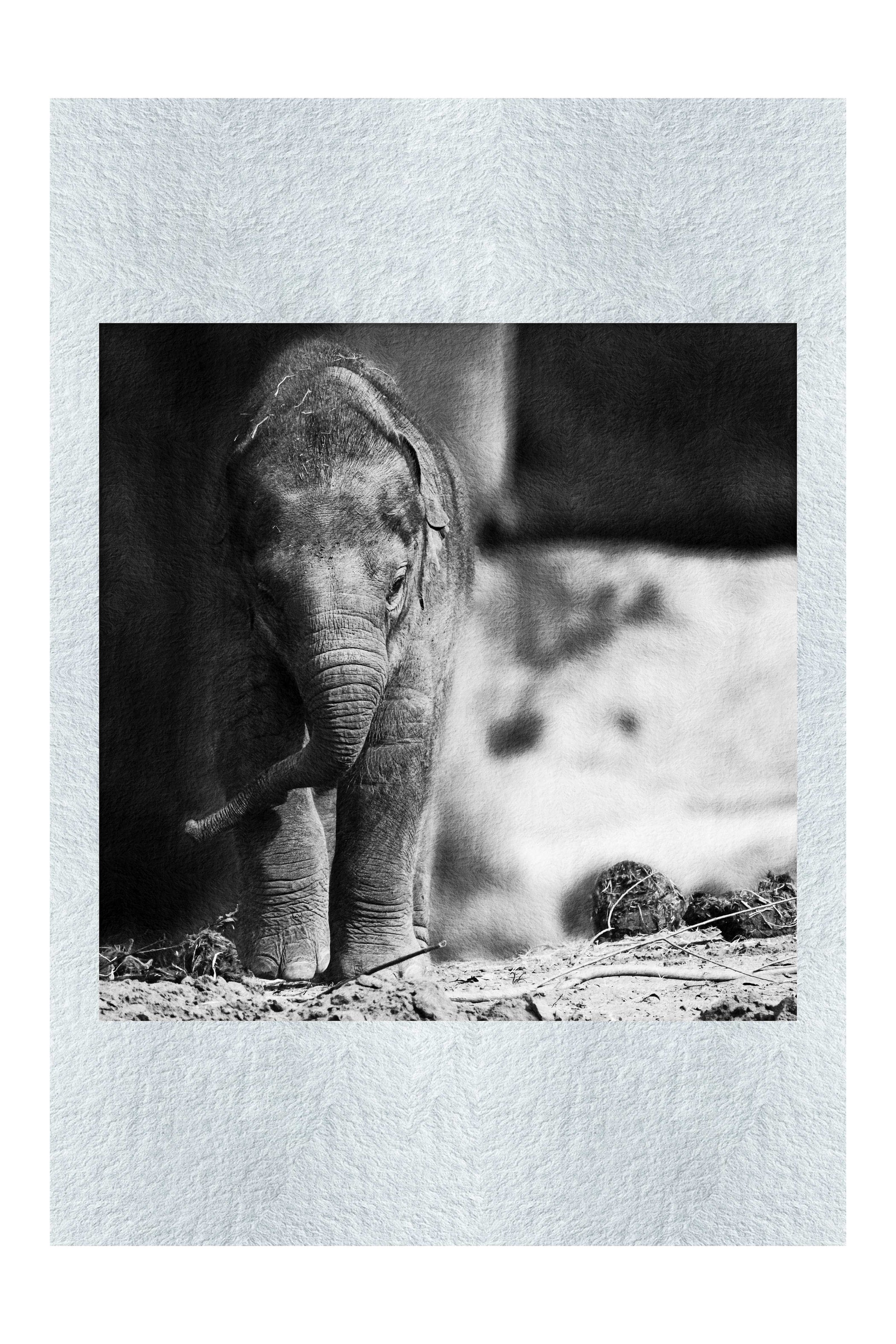 Baby Elephant - Monochrome Fine Art Print - Wildlife Category