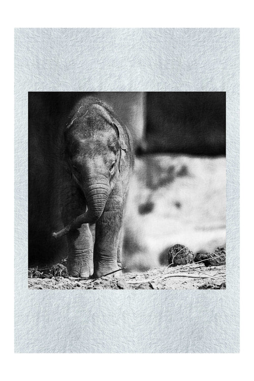 Baby Elephant - Monochrome Fine Art Print - Wildlife Category