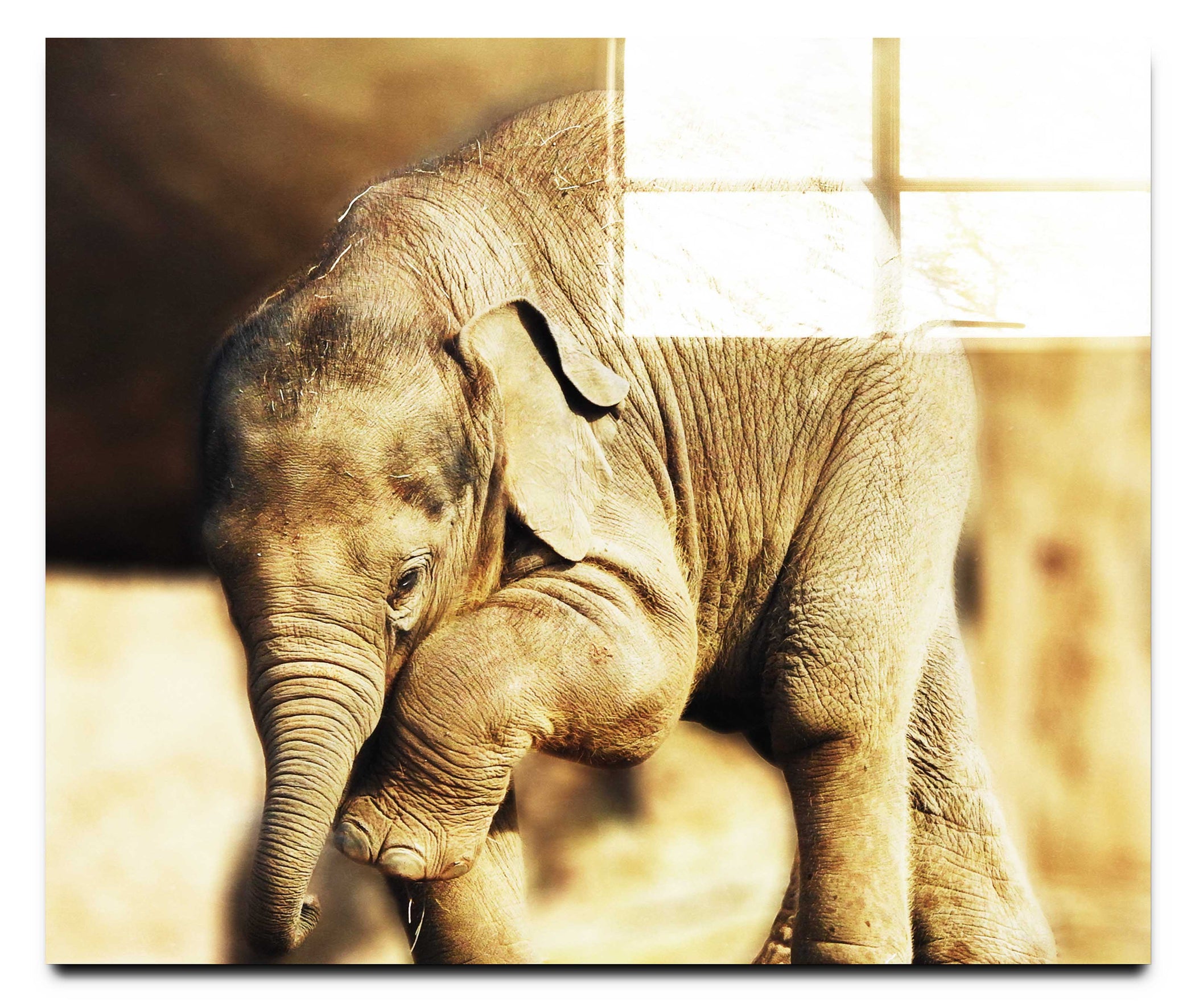 Baby Elephant II - Acrylic Print - Wildlife Category