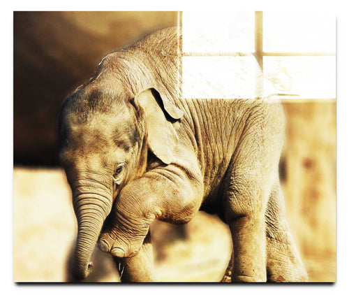 Baby Elephant II - Acrylic Print - Wildlife Category