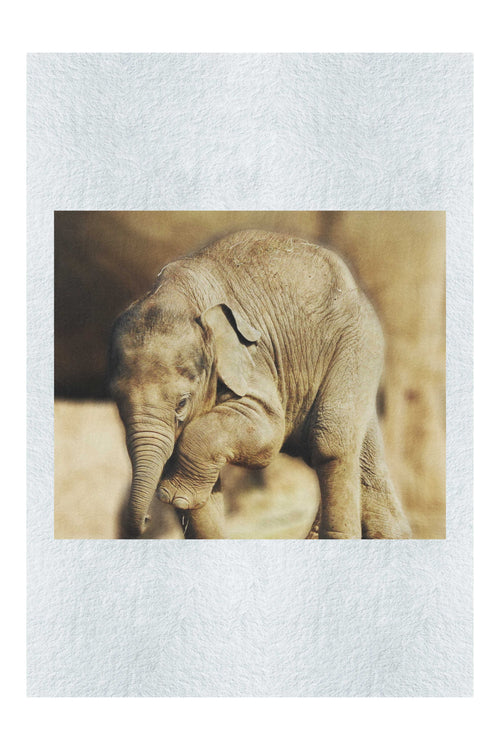 Baby Elephant II - Fine Art Print - Wildlife Category
