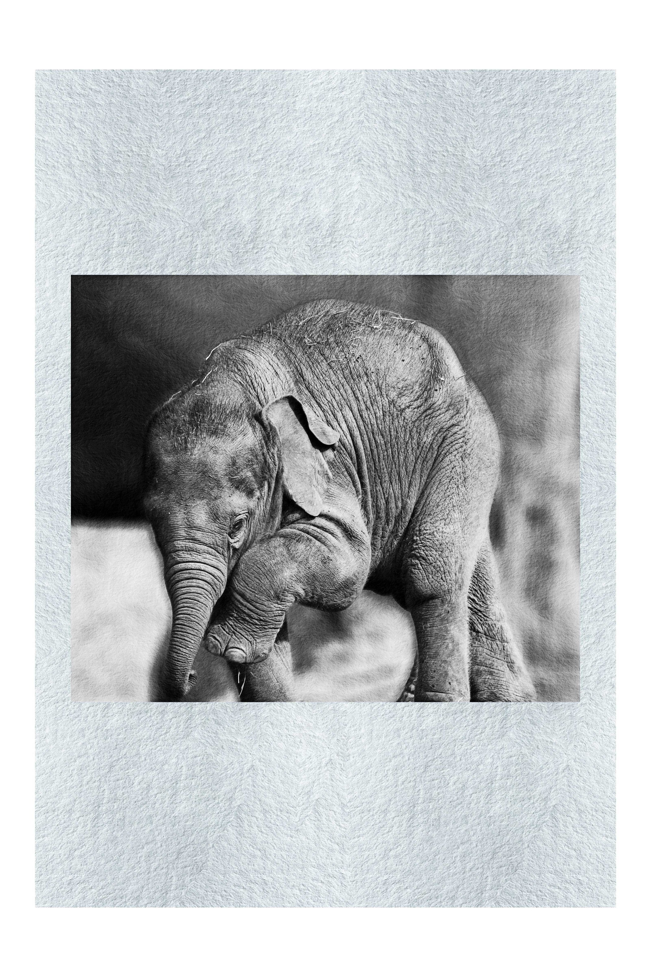 Baby Elephant II - Monochrome Fine Art Print - Wildlife Category