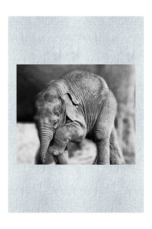 Baby Elephant II - Monochrome Fine Art Print - Wildlife Category