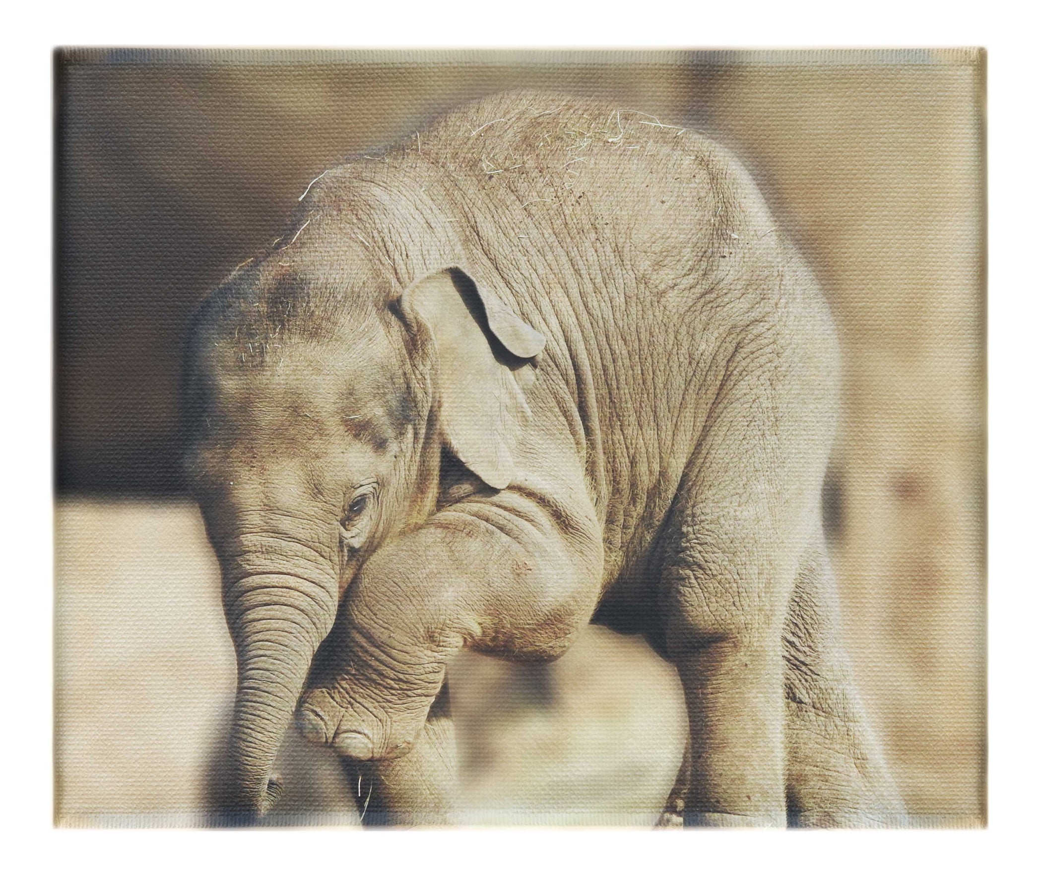 Baby Elephant II - Canvas Print - Wildlife Category