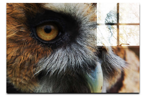 Barn Owl Portrait - Acrylic Print - Wildlife Category
