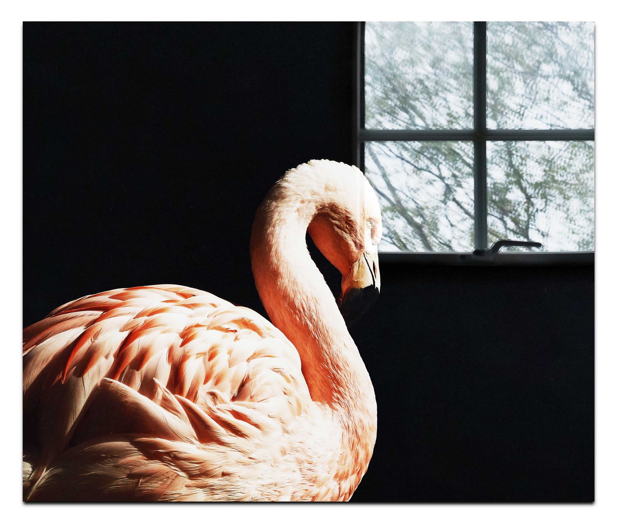 Flamingo In The Dark - Acrylic Print - Rare Edition Category