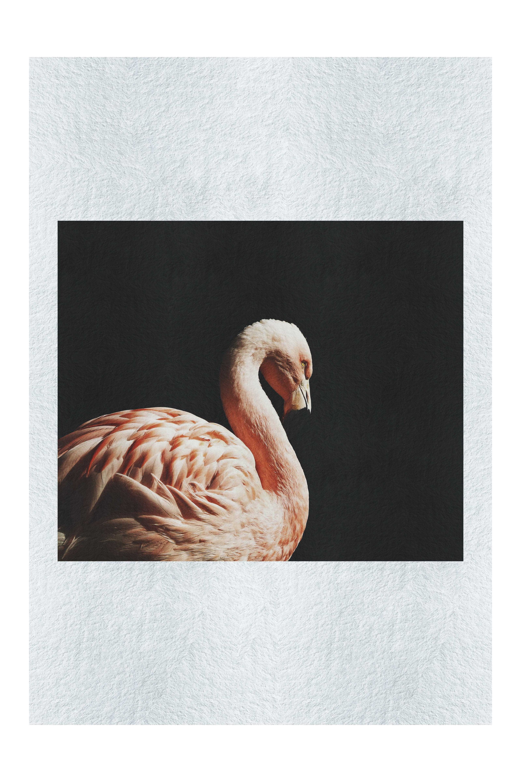 Flamingo In The Dark - Fine Art Print - Rare Edition Category