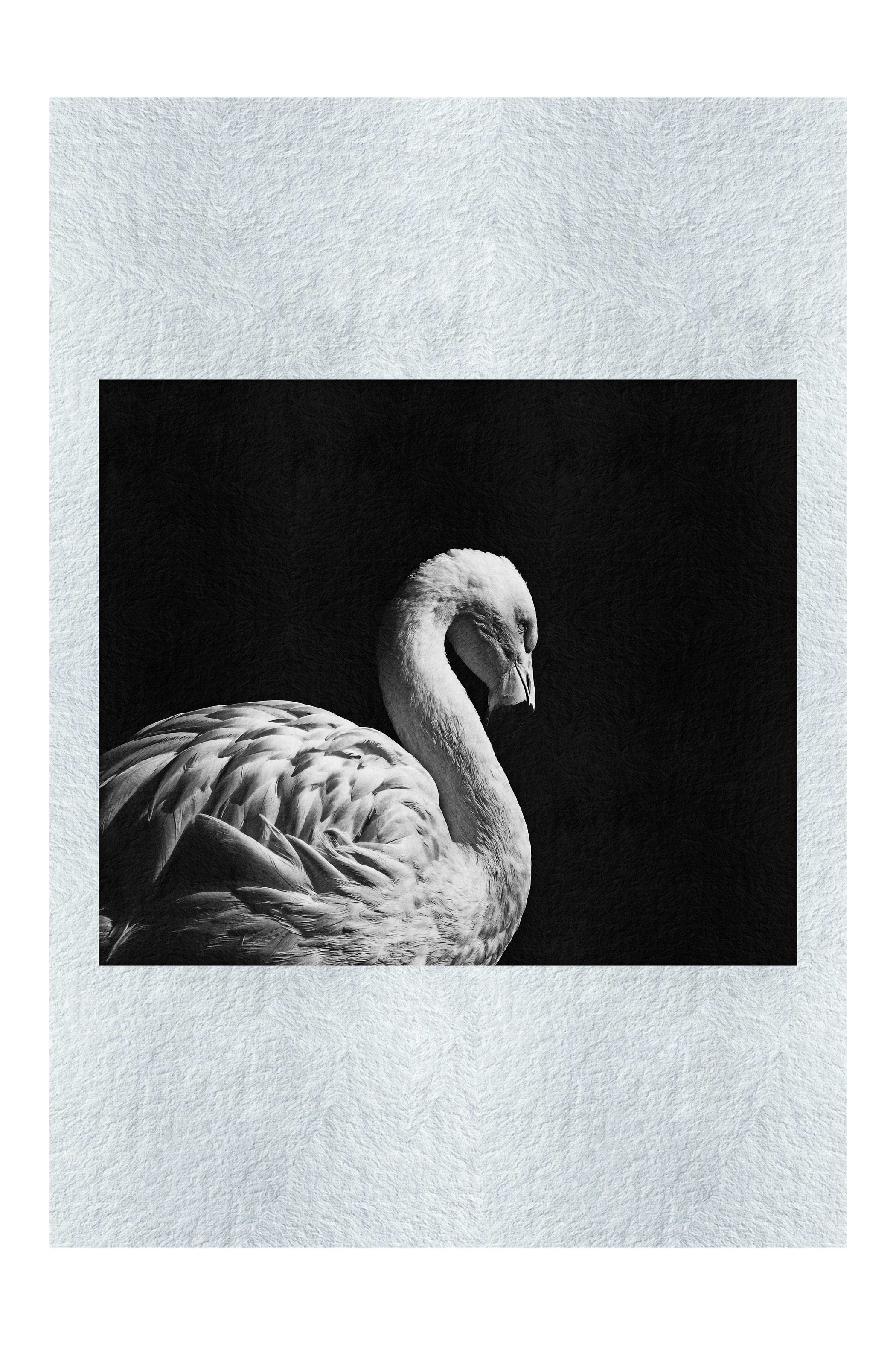Flamingo In The Dark - Monochrome Fine Art Print - Rare Edition Category