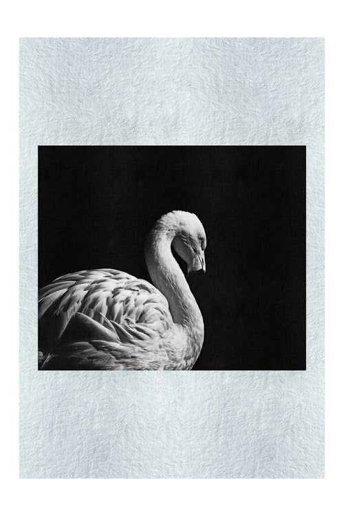 Flamingo In The Dark - Monochrome Fine Art Print - Rare Edition Category