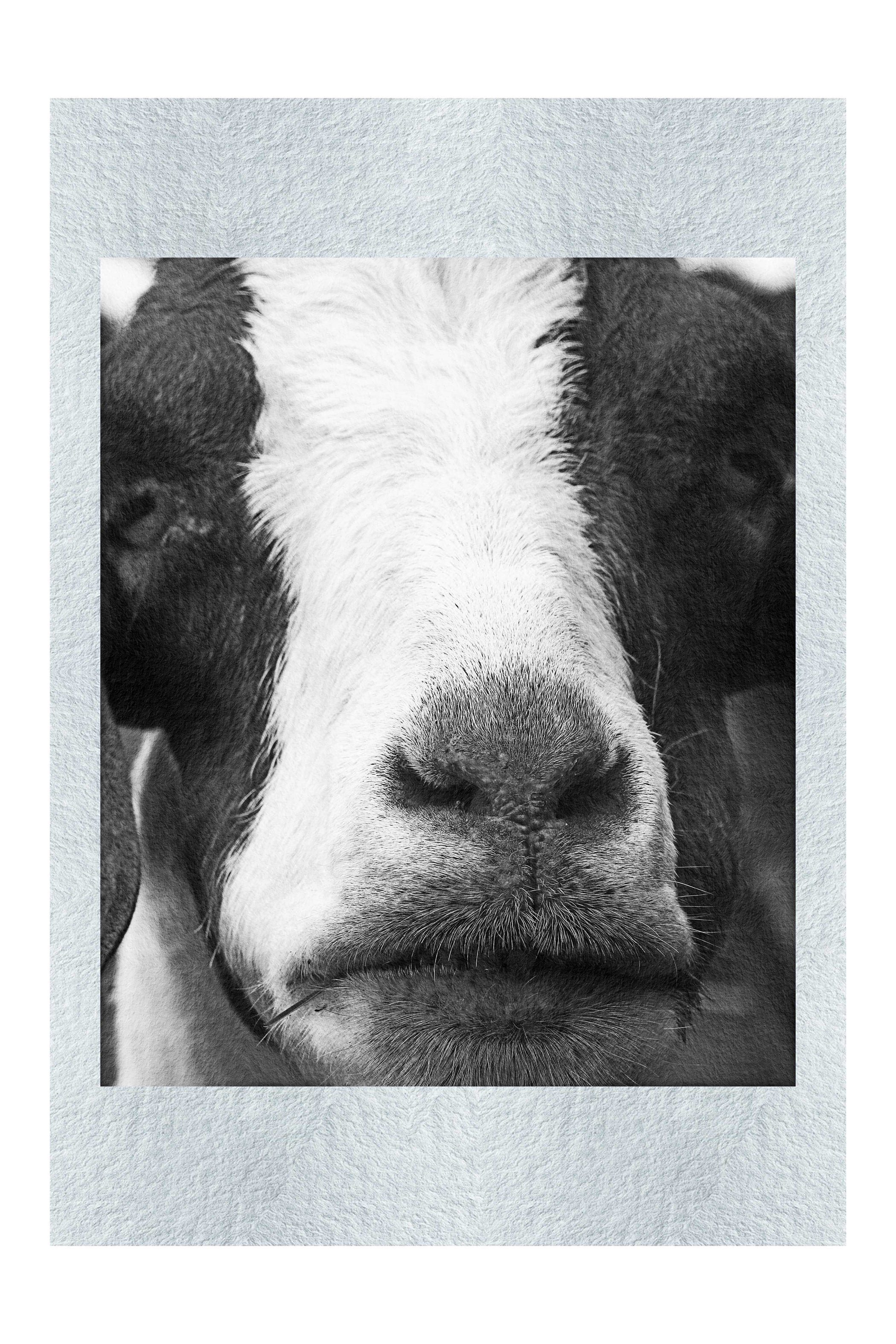 GOAT - Monochrome Fine Art Print - Rare Edition Category