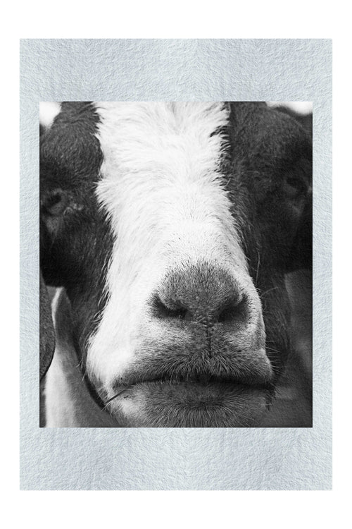 GOAT - Monochrome Fine Art Print - Rare Edition Category