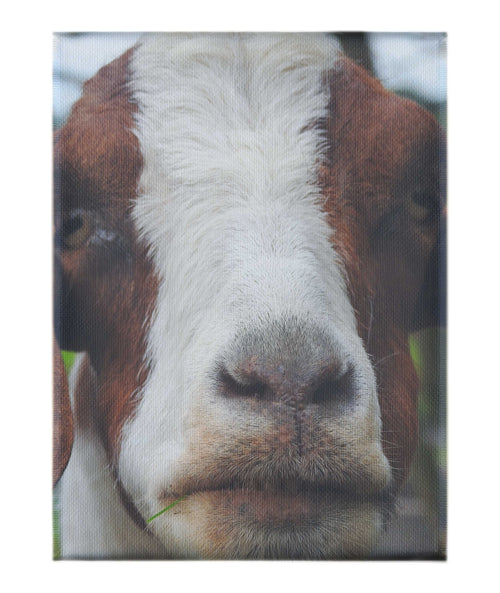 GOAT - Canvas Print - Rare Edition Category