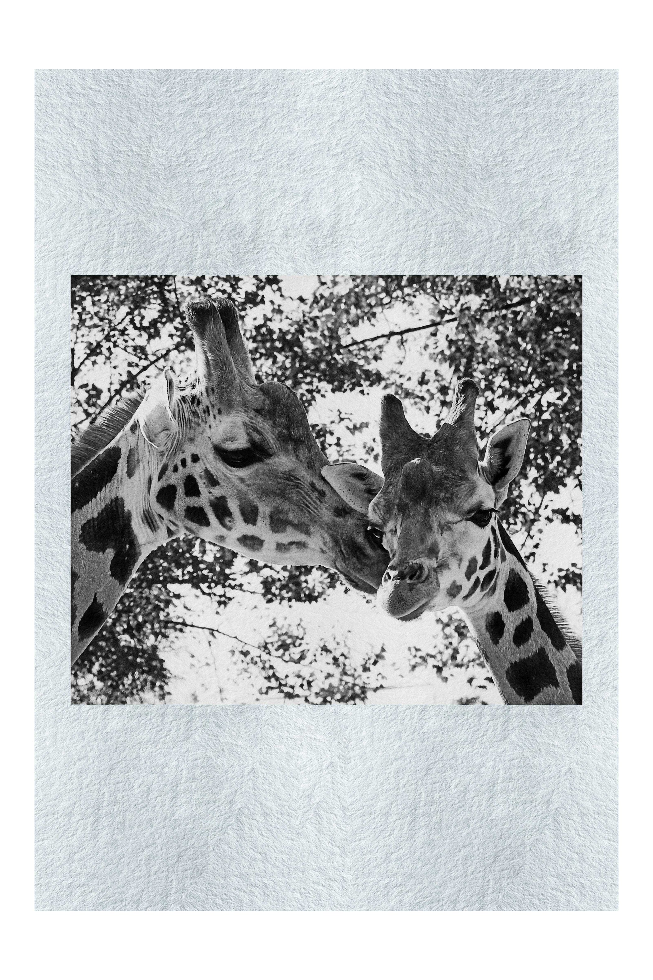 Giraffes Kiss II – Monochrome Fine Art Print - Wildlife Category