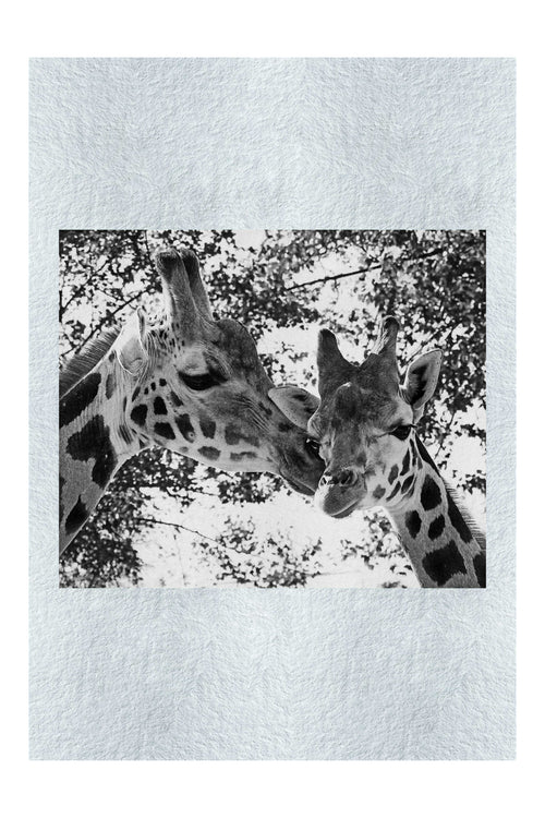 Giraffes Kiss II – Monochrome Fine Art Print - Wildlife Category