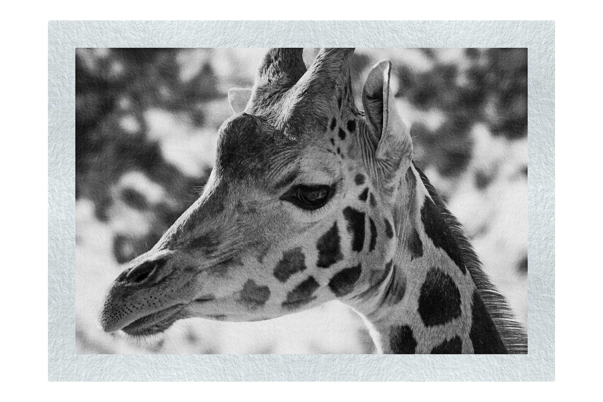 Giraffe Portrait - Monochrome Fine Art Print - Wildlife Category