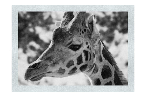 Giraffe Portrait - Monochrome Fine Art Print - Wildlife Category