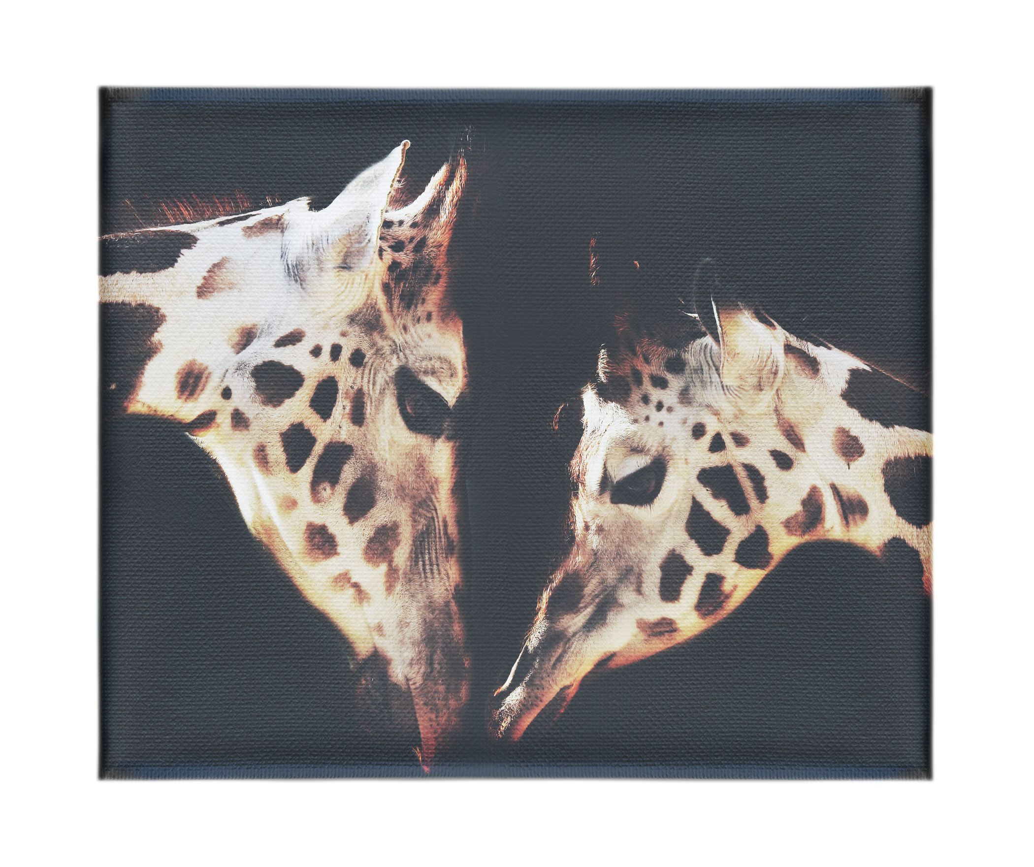 The Giraffes Kiss – Canvas Print - Rare Edition Category