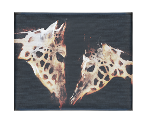 The Giraffes Kiss – Canvas Print - Rare Edition Category