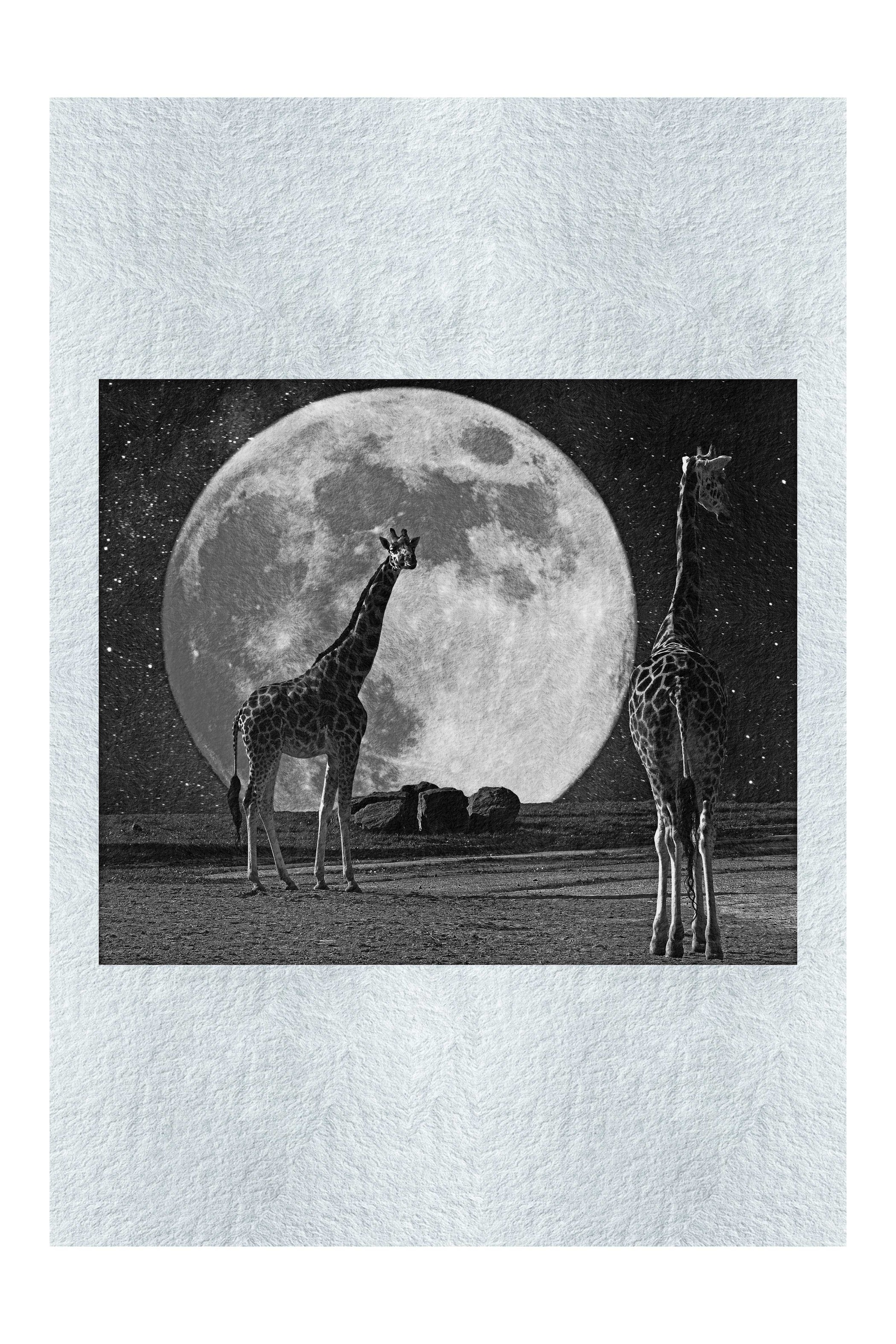 Giraffes Under The Moon - Monochrome Fine Art Print - Rare Edition Category