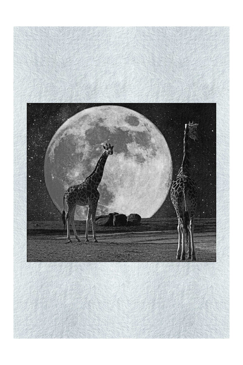 Giraffes Under The Moon - Monochrome Fine Art Print - Rare Edition Category