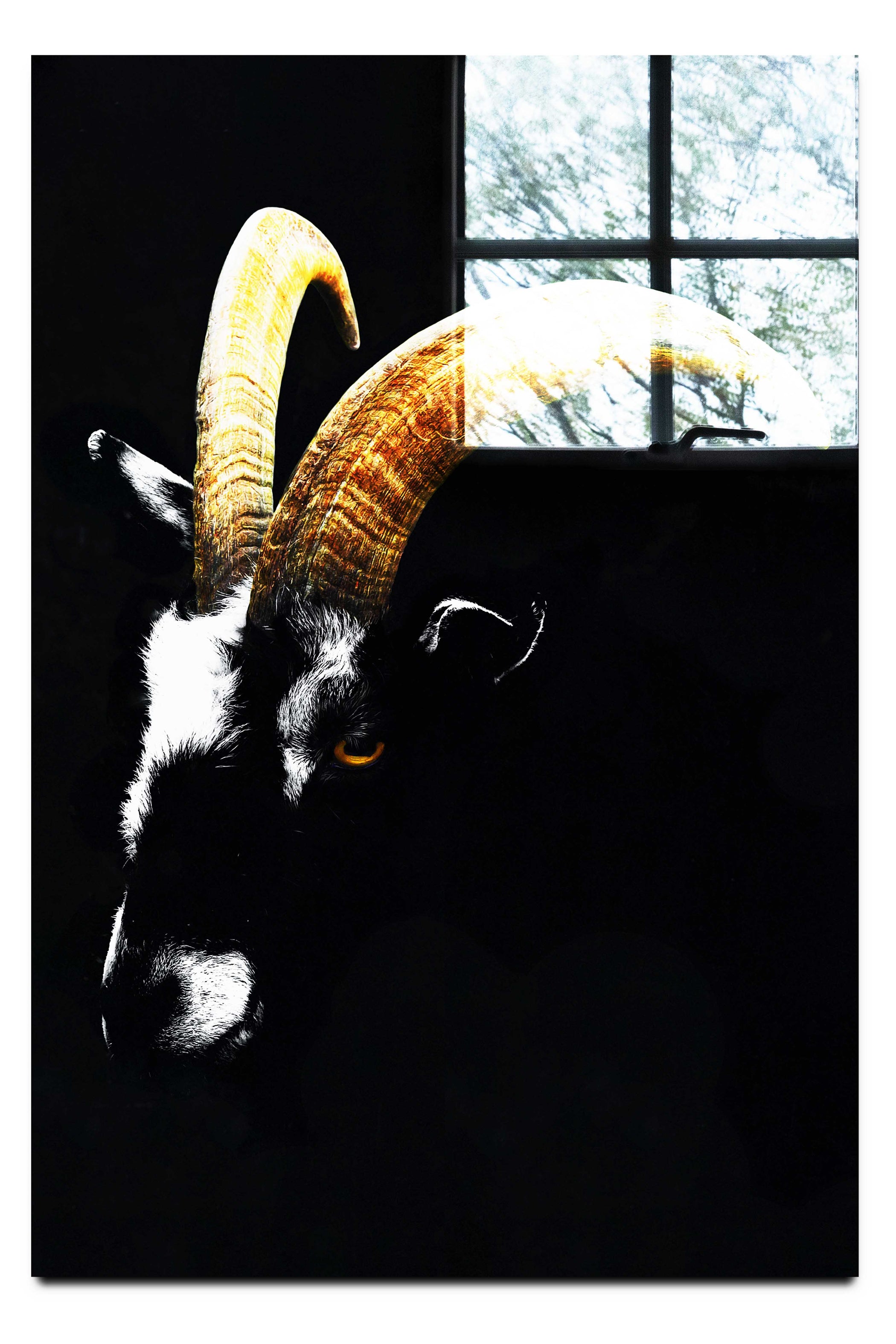 Goats Head - Acrylic Print - Wildlife Category