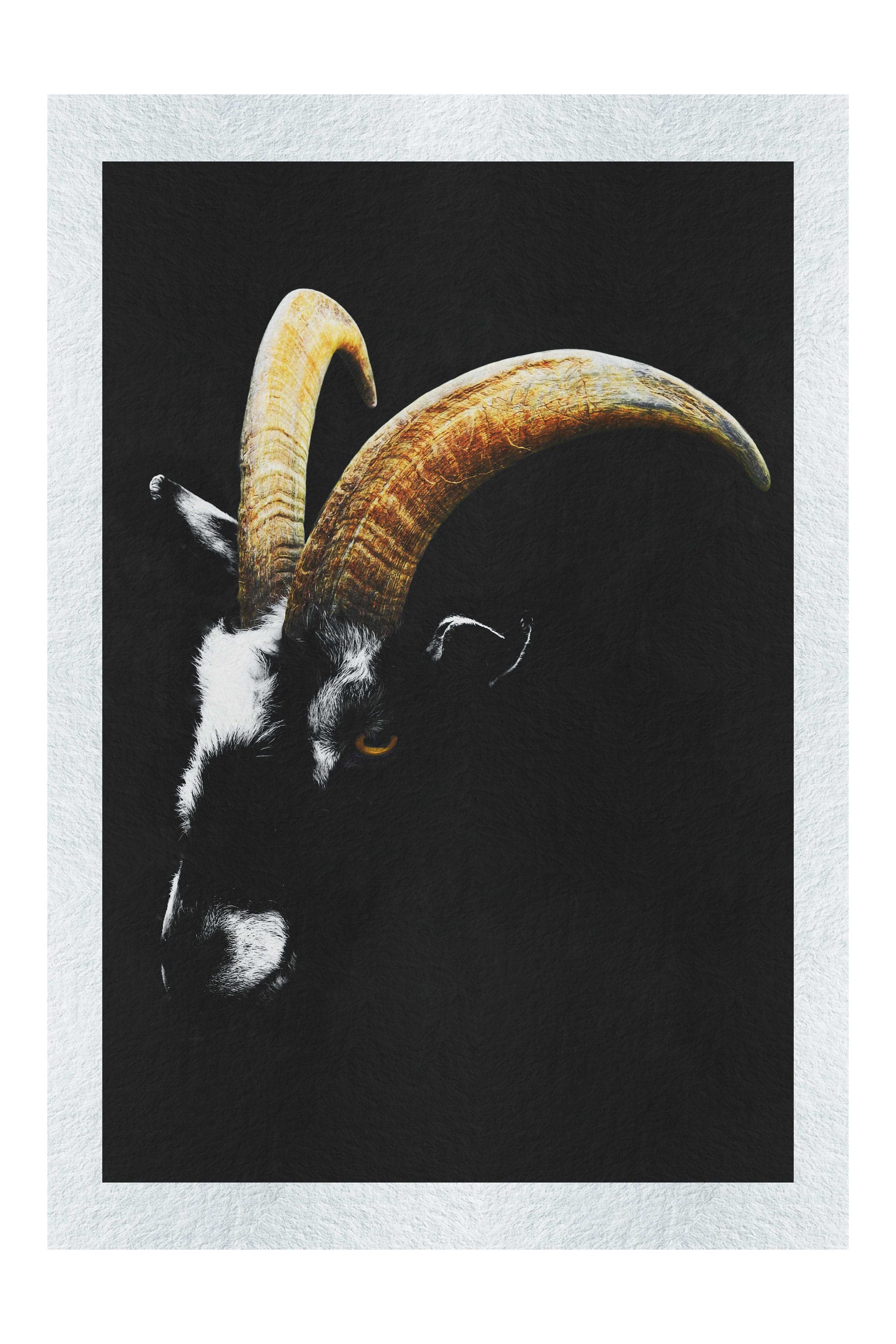 Goats Head - Fine Art Print - Wildlife Category