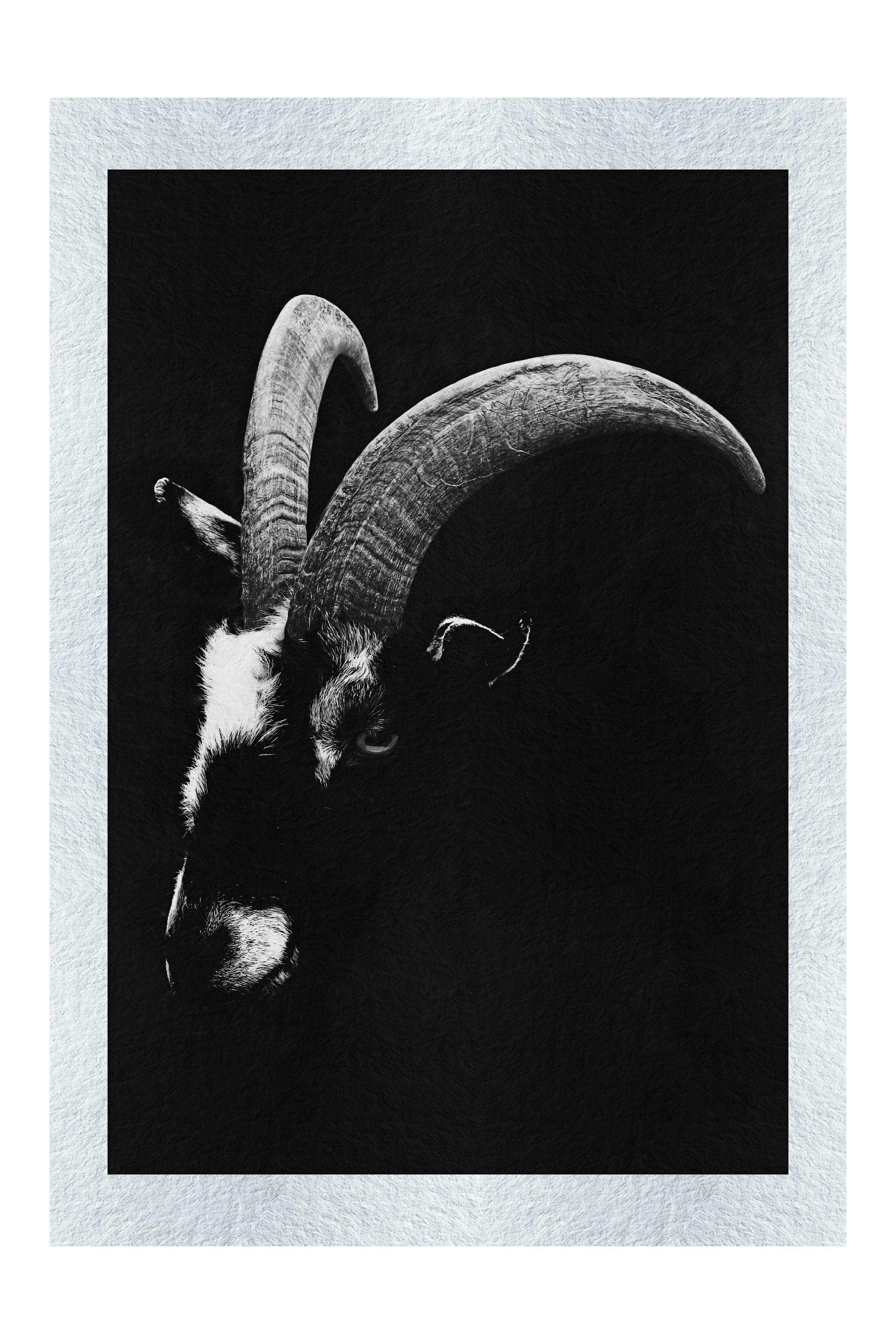 Goats Head - Monochrome Fine Art Print - Wildlife Category
