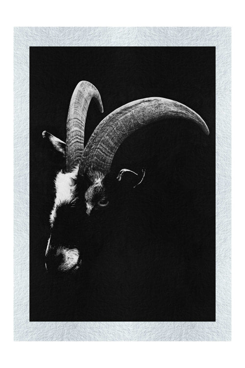 Goats Head - Monochrome Fine Art Print - Wildlife Category