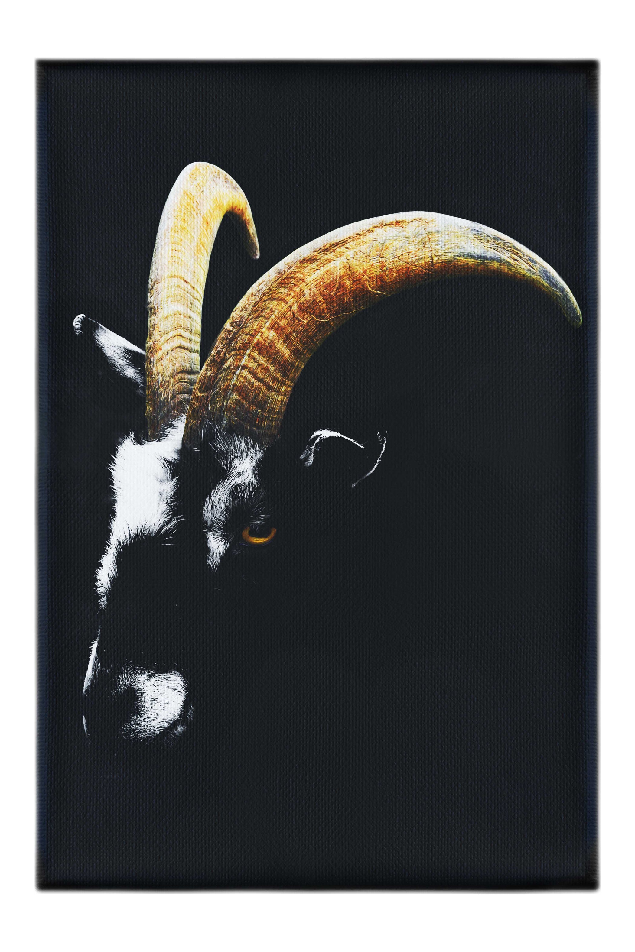 Goats Head - Canvas Print - Wildlife Category