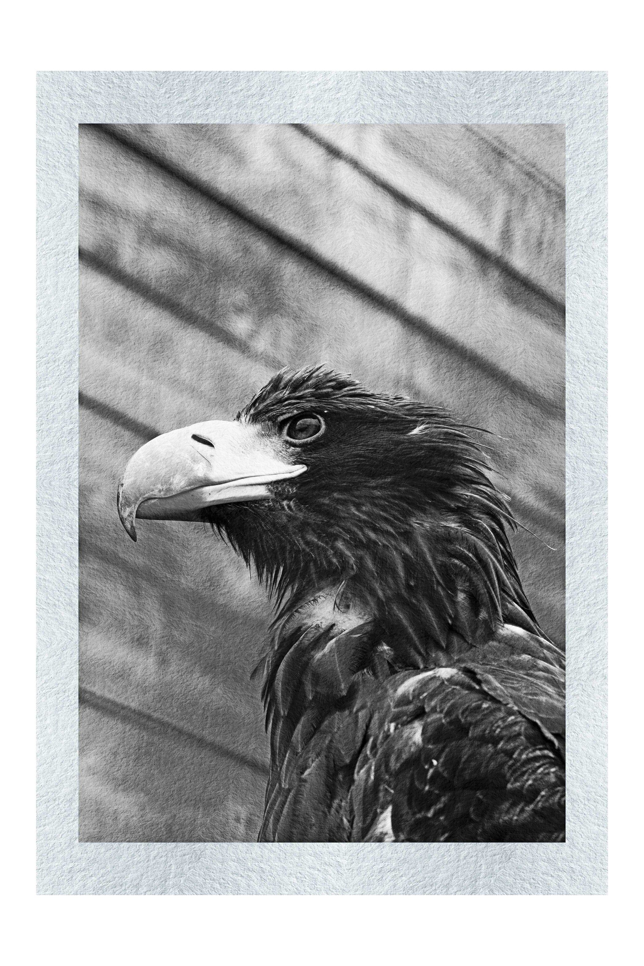 Golden Eagle - Monochrome Fine Print - Wildlife Category