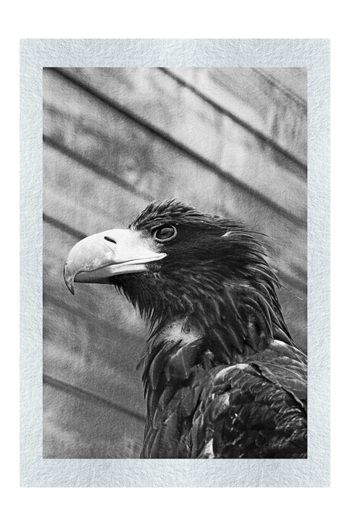 Golden Eagle - Monochrome Fine Print - Wildlife Category