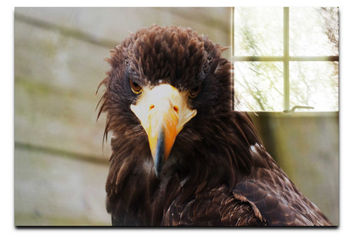 Stylised Golden Eagle - Acrylic Print - Wildlife Category