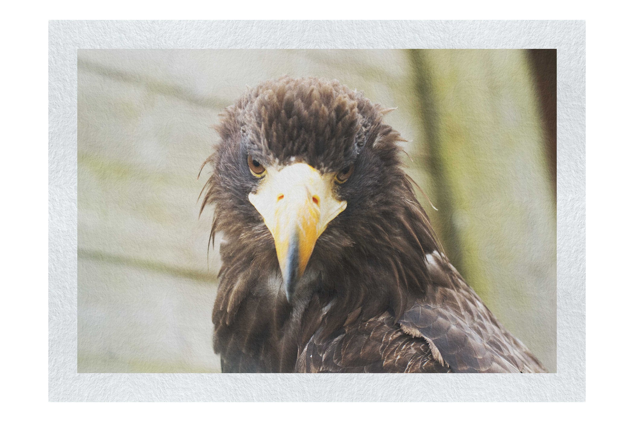 Stylised Golden Eagle - Fine Art Print - Wildlife Category