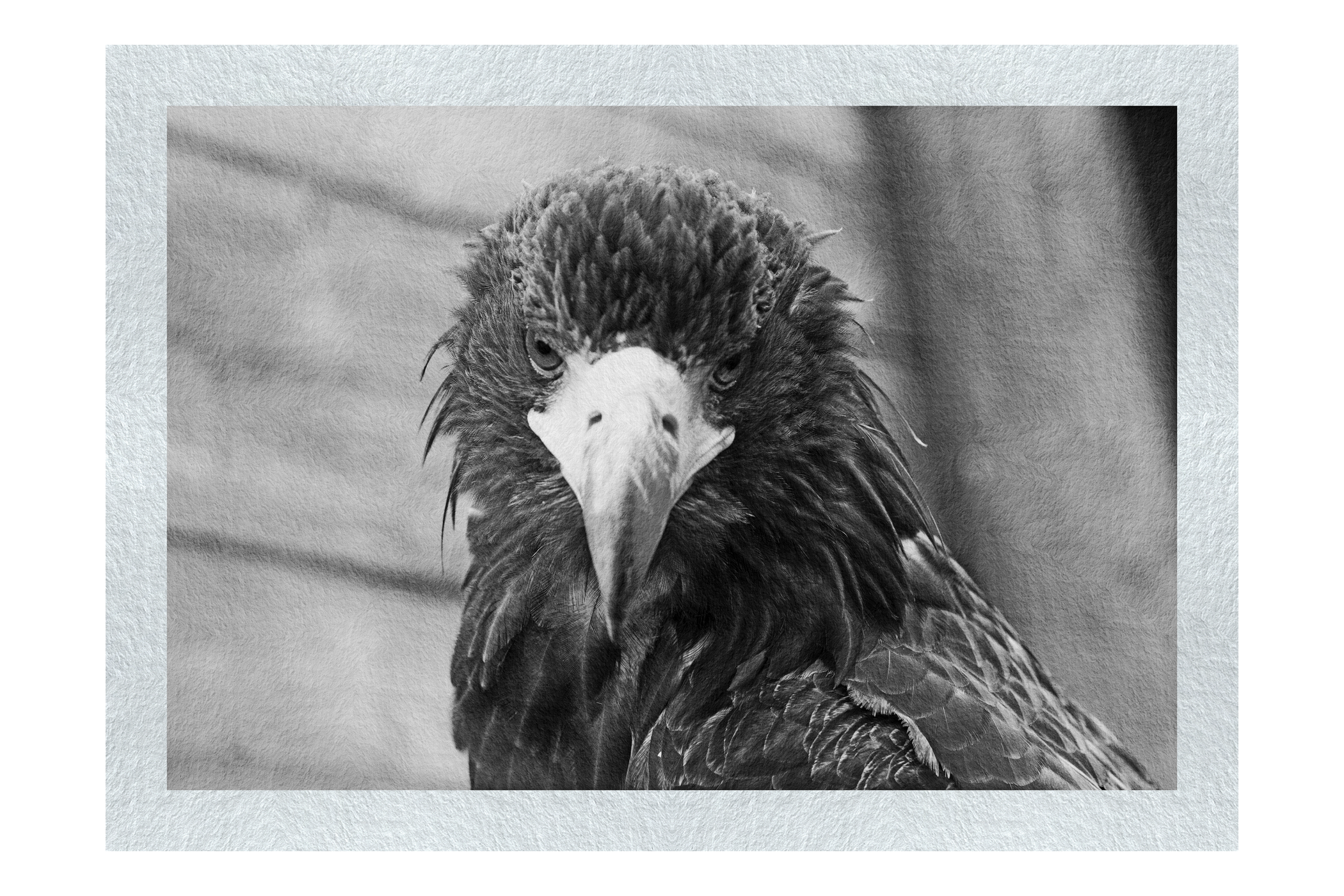 Stylised Golden Eagle - Monochrome Fine Art Print - Wildlife Category