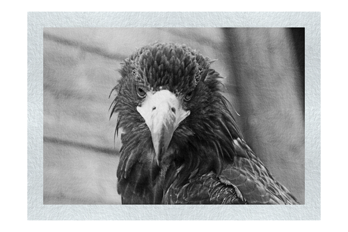 Stylised Golden Eagle - Monochrome Fine Art Print - Wildlife Category