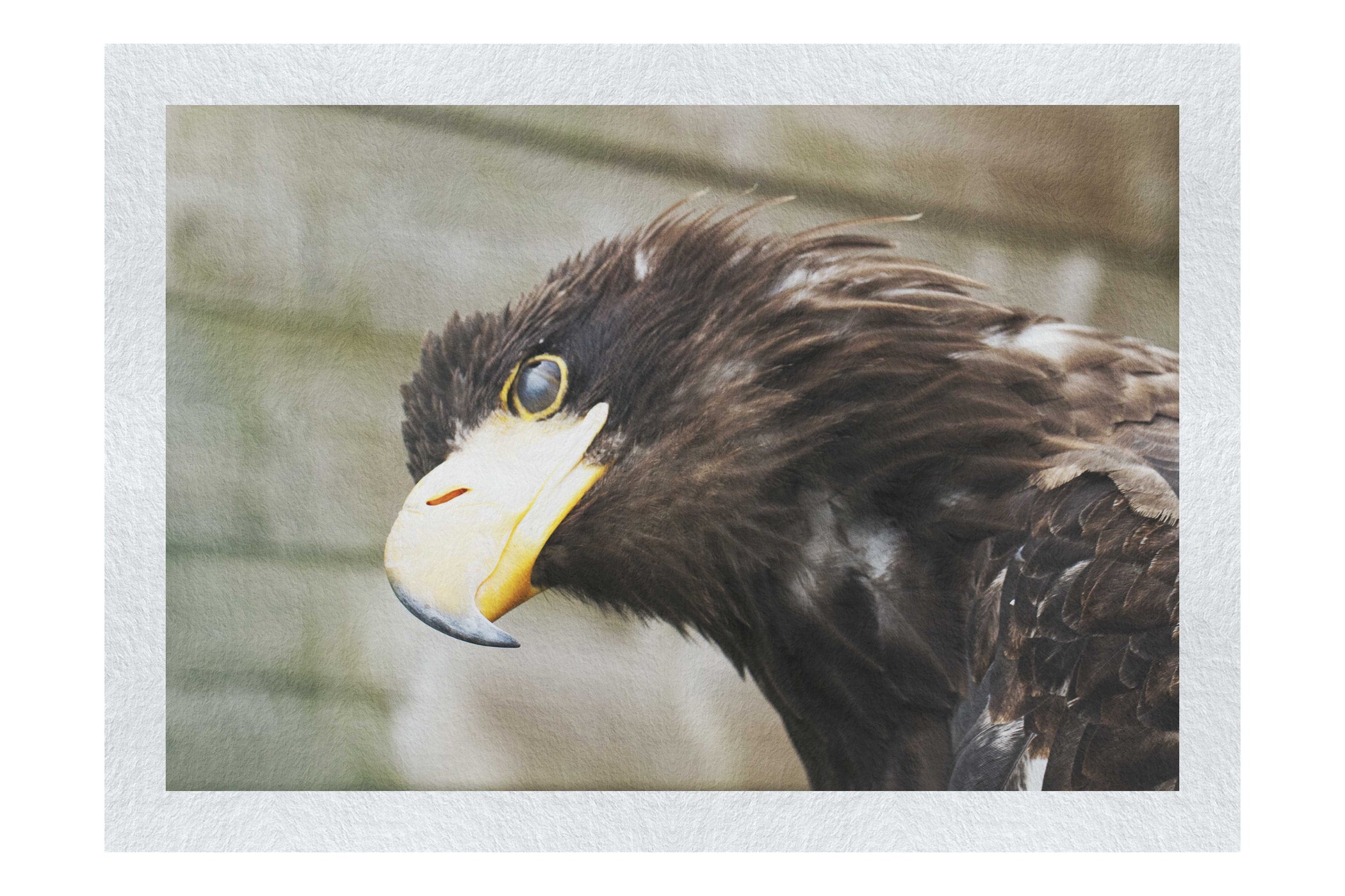 Golden Eagle Side Profile - Fine Art Print - Wildlife Category
